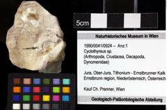 Foto (Objket + Etiketten) von Cyclothyreus sp. 